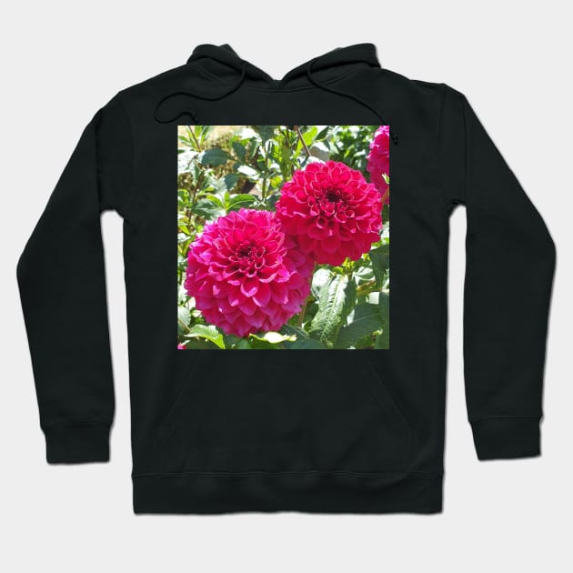 Hot Pink Dahlias Hoodie by claire-l-page